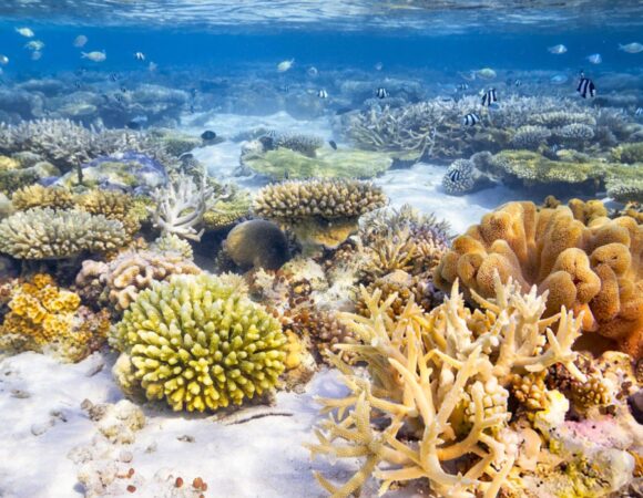 Maldive: Paradisul Exotic cu Plaje Albe si Ape Turcoaz